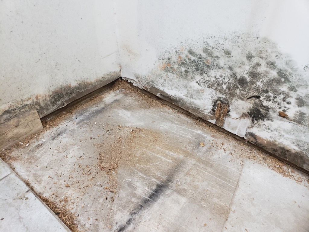 Image of shower floor and walls that have mold growth.